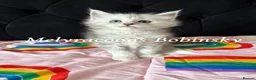 Maine Coon cats for sale: ⭐Mainecoon kittens-Champion lines⭐  - Advert 4