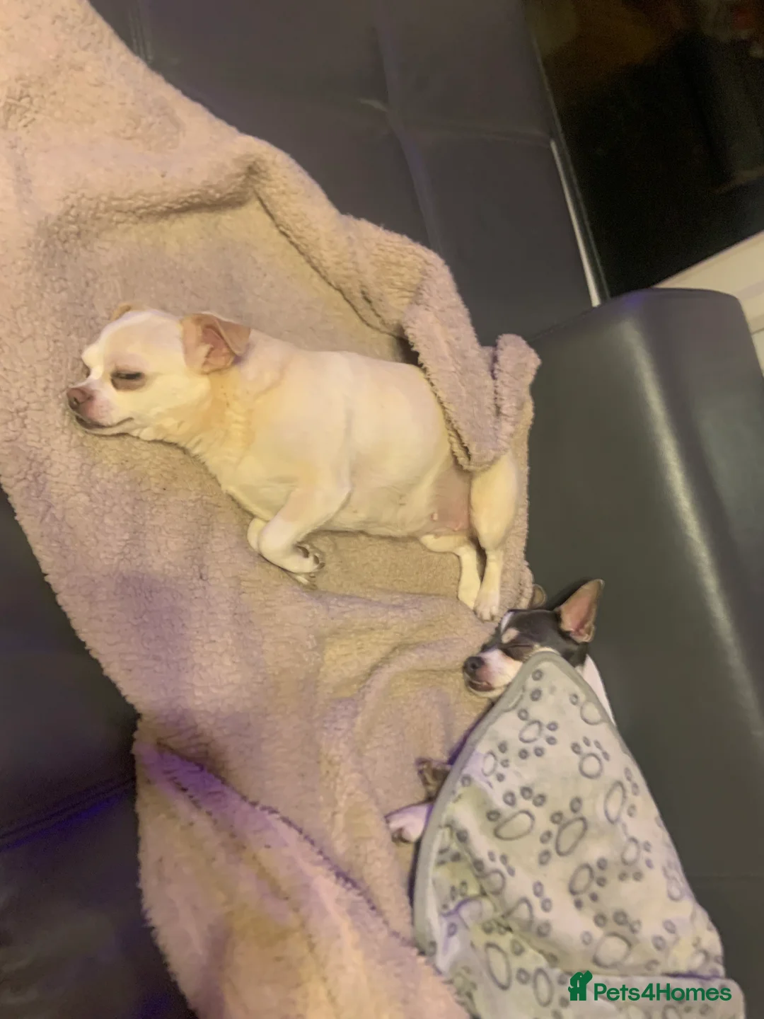 Chiweenie dogs for sale: Chiweenie puppies x5 - Advert 1