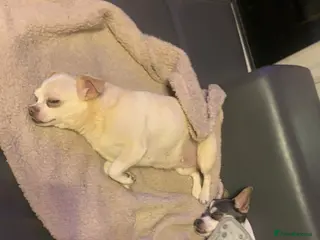 Chiweenie dogs Chiweenie puppies x5 - Advert 3