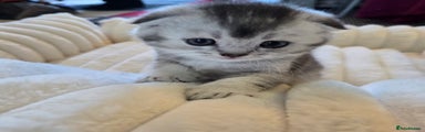 Scottish Fold Kitten 1