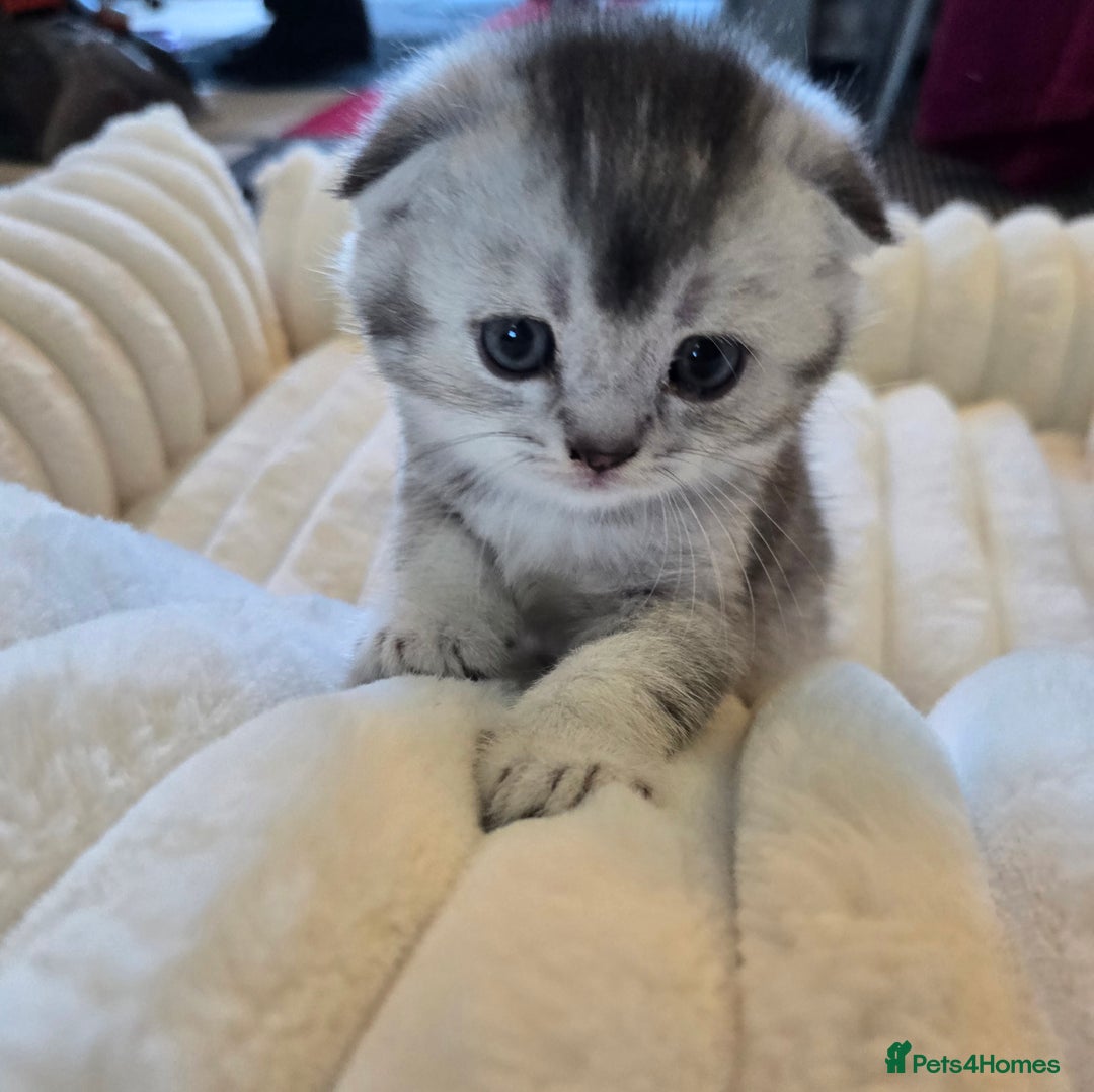 Scottish Fold cats for sale: scottish fold kittens for sale - Advert 9