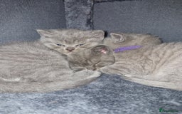 British Shorthair cats for sale: Beautiful british shorthair kittens  - Image 4