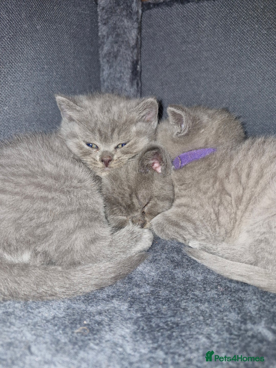 British Shorthair cats for sale: Beautiful british shorthair kittens  - Image 4