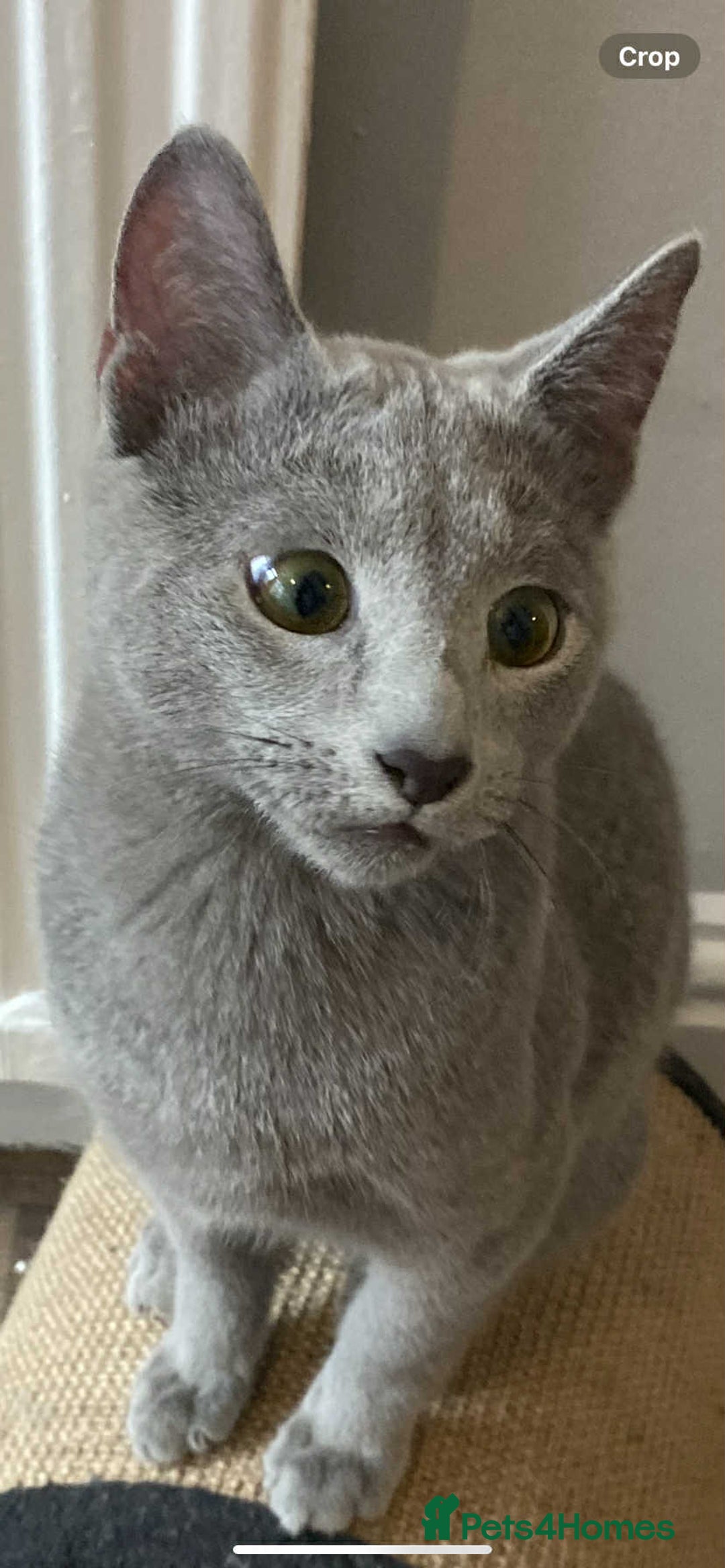 Russian Blue cats for sale: Russian blue  - Image 8