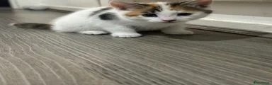 Calico Girl 