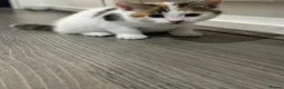 Mixed Breed cats for sale: Beautiful kittens - Advert 18