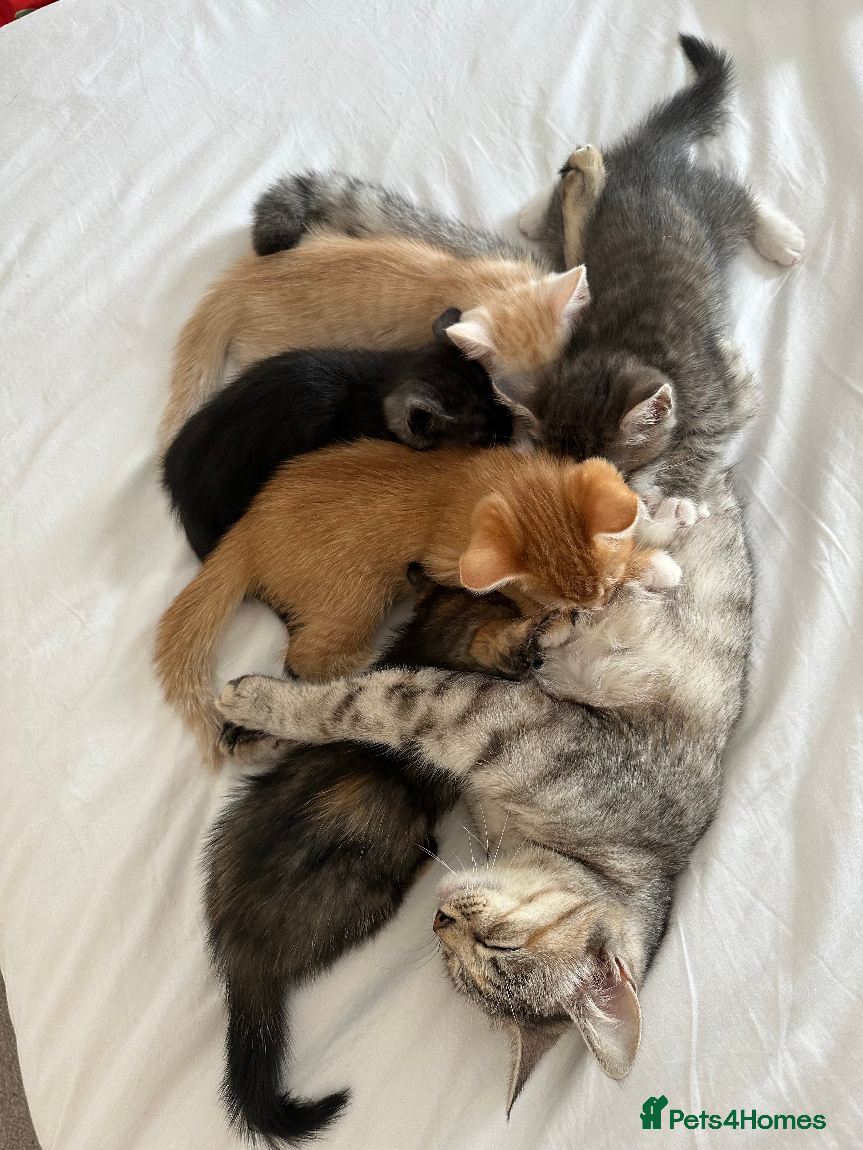 Mixed Breed cats Two beautiful boys - Advert 1