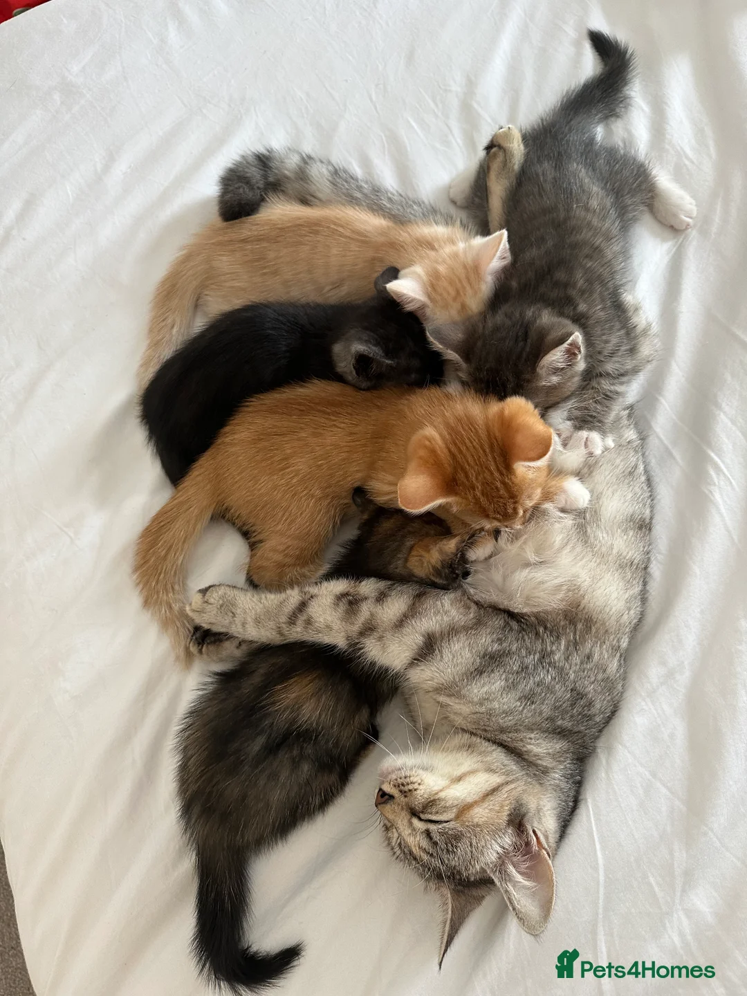 Mixed Breed cats for sale: Two beautiful boys - Advert 1