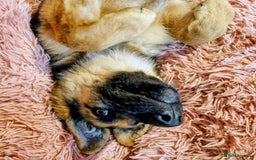 German Shepherd dogs for sale: German Shepherd female - Image 1