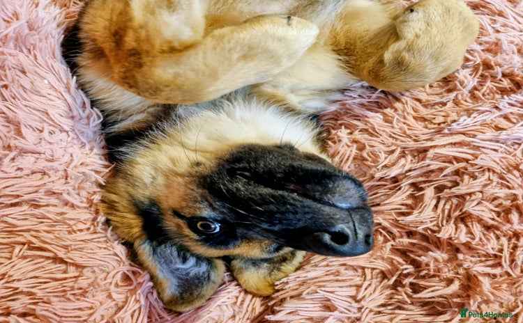 German Shepherd dogs - Advert 6