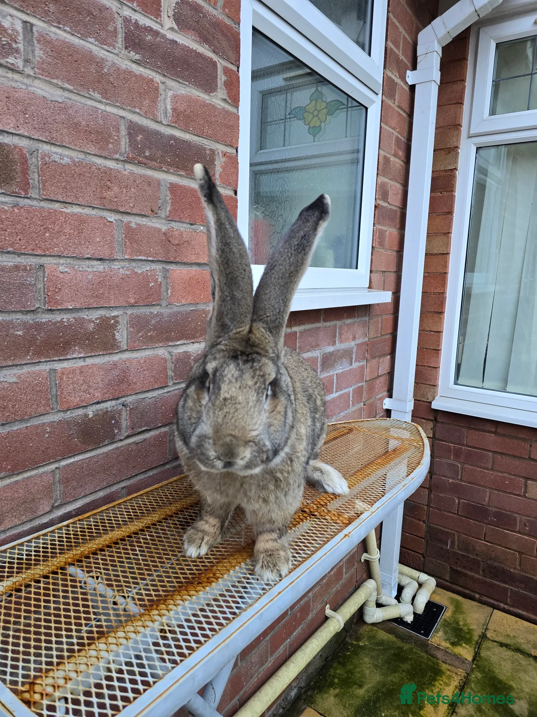 Continental Giant rabbits for sale: ready to go. - Advert 9