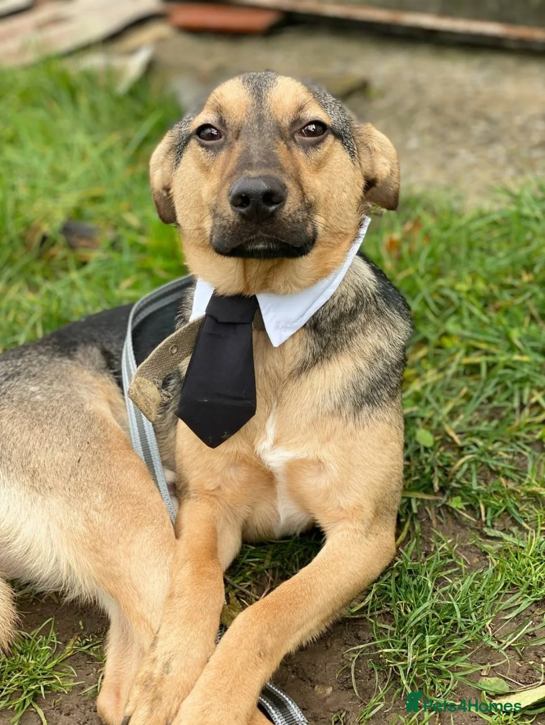 Mixed Breed dogs for adoption: URGENT FOSTER PLEA-💙 Mozart, 1 yo, lower-medium - Advert 12