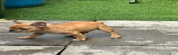French Bulldog dogs for sale: French bulldog for sale  in Coventry - Advert 11