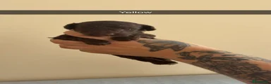 Cockapoo 3