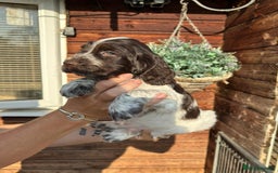 Cocker Spaniel dogs for sale: Show type cocker spaniel puppies  - Image 11