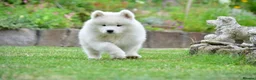 Samoyed dogs for sale: Samoyed puppy KC in Brandon - Advert 5