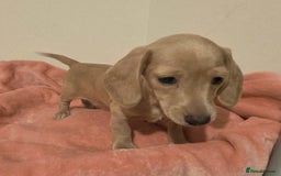 Miniature Dachshund dogs for sale: REDUCED LITTER KC REG mini Daxi  - Image 22