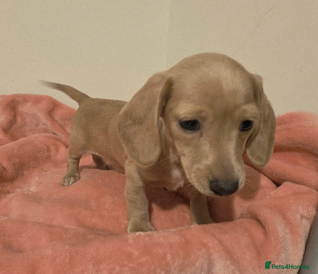 Miniature Dachshund dogs for sale: REDUCED LITTER KC REG mini Daxi  - Image 22