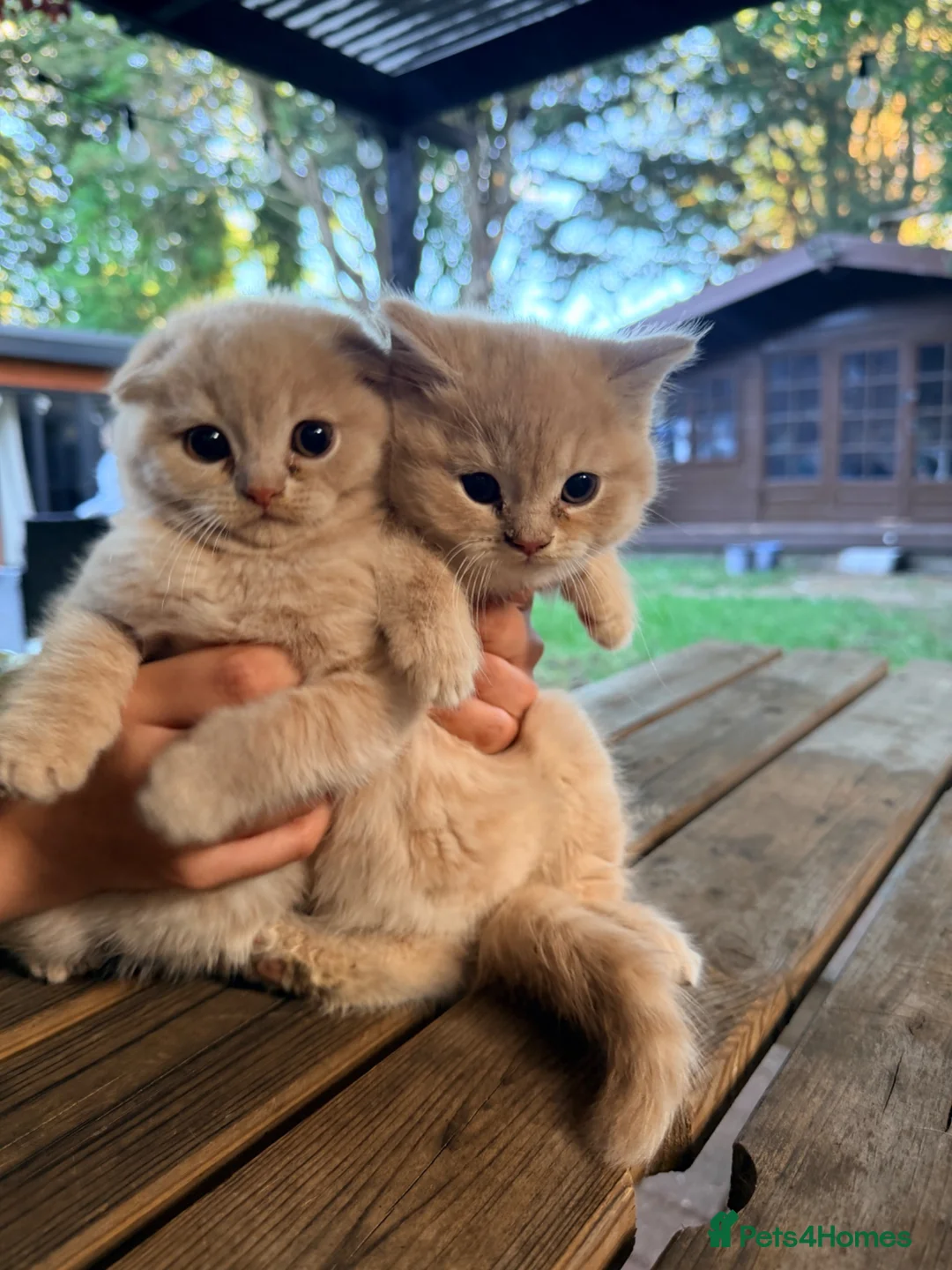 Scottish Fold cats for sale: Cute Scottish Fold Kittens 🐾 - Advert 1