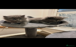 Ragdoll cats for sale: Ragdoll kittens  - Image 2