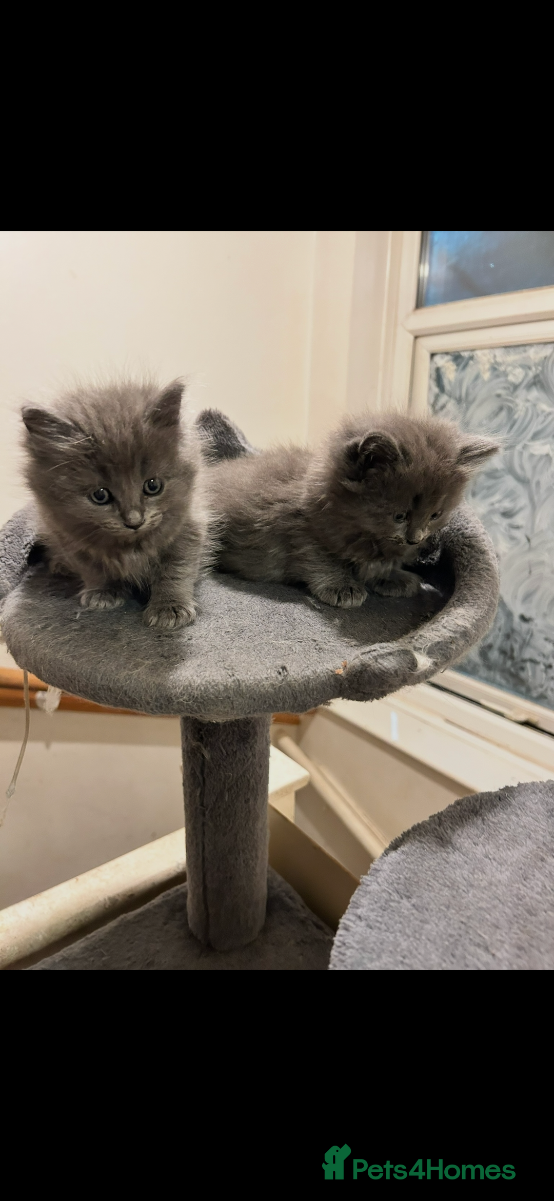 Ragdoll cats for sale: Ragdoll kittens  - Image 2