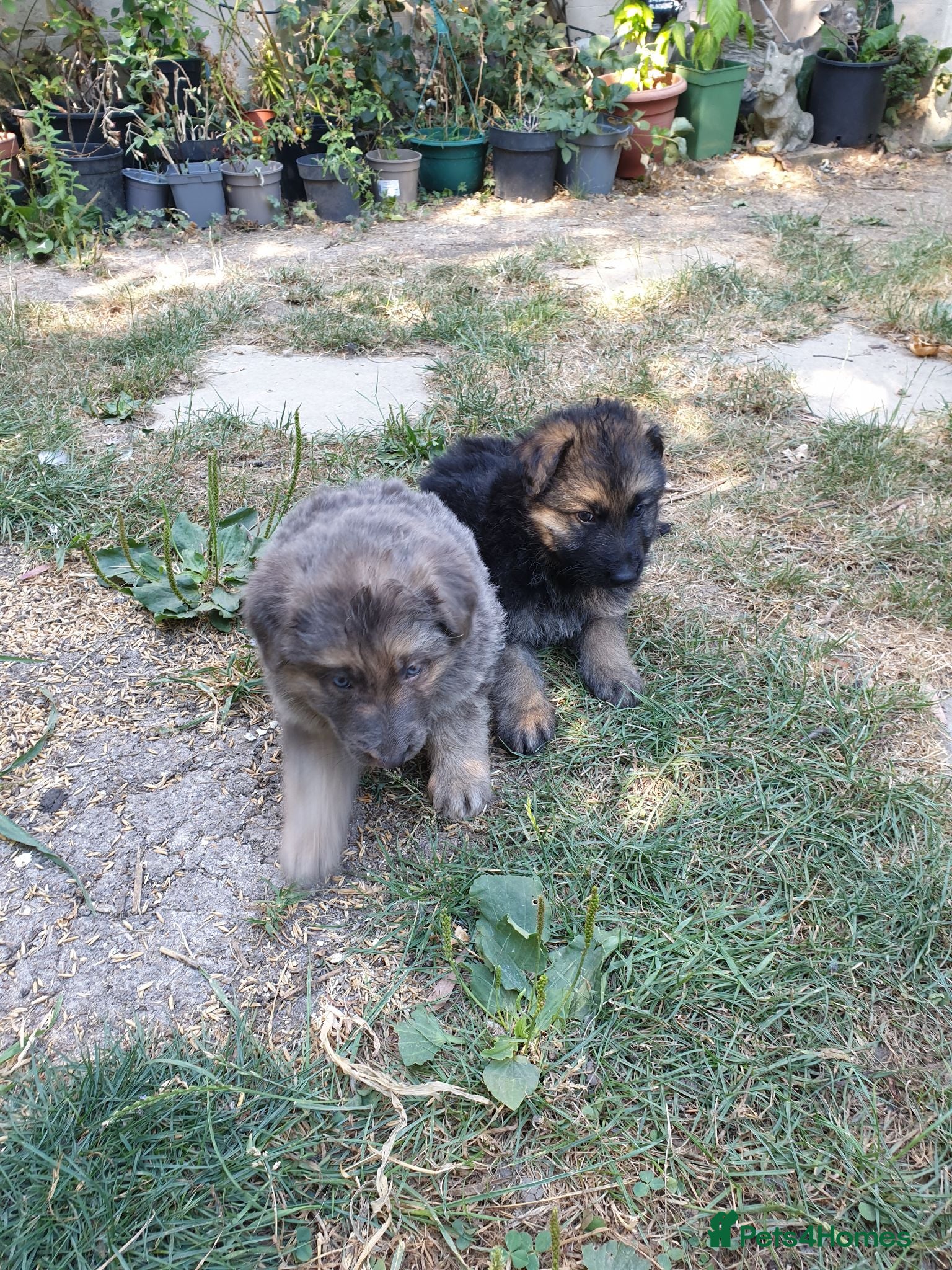 German Shepherd dogs German Shepherd puppies all colours ready end Aug - Advert 2