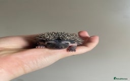 Pygmy Hedgehog rodents for sale: African Pygmy hoglet available to reserve  - Image 1