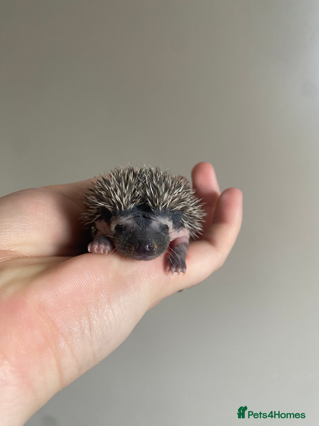 Pygmy Hedgehog rodents for sale: African Pygmy hoglet available to reserve  - Image 1
