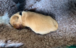 Labrador Retriever dogs for sale: Beautiful Fox Red Labrador Puppies - Image 3