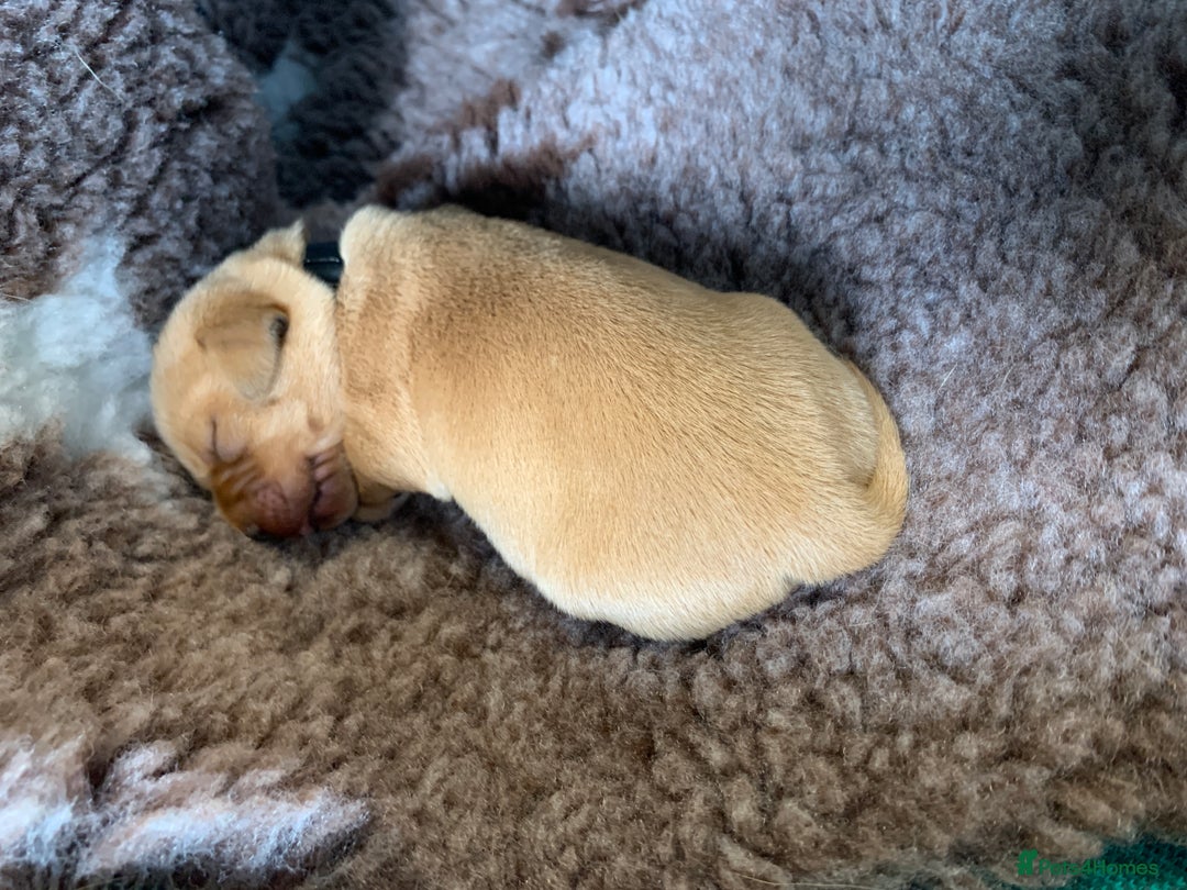 Labrador Retriever dogs for sale: Beautiful Fox Red Labrador Puppies - Image 3