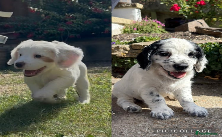 Cocker Spaniel dogs - Advert 2