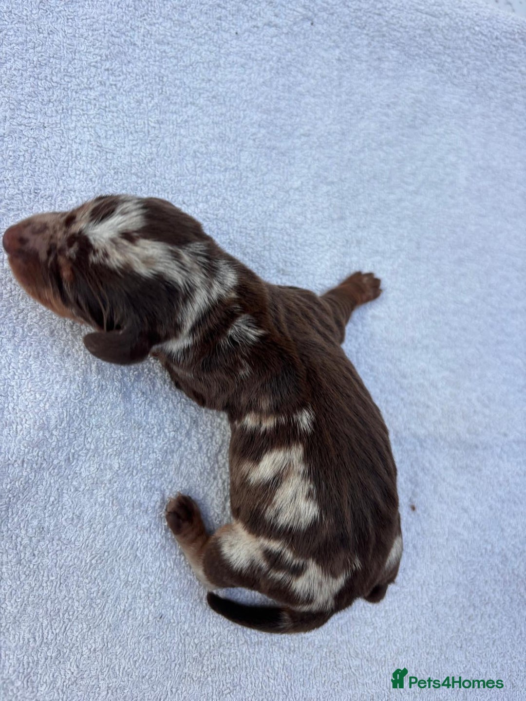 Miniature Dachshund dogs for sale: Mini Dachshund  - Image 17