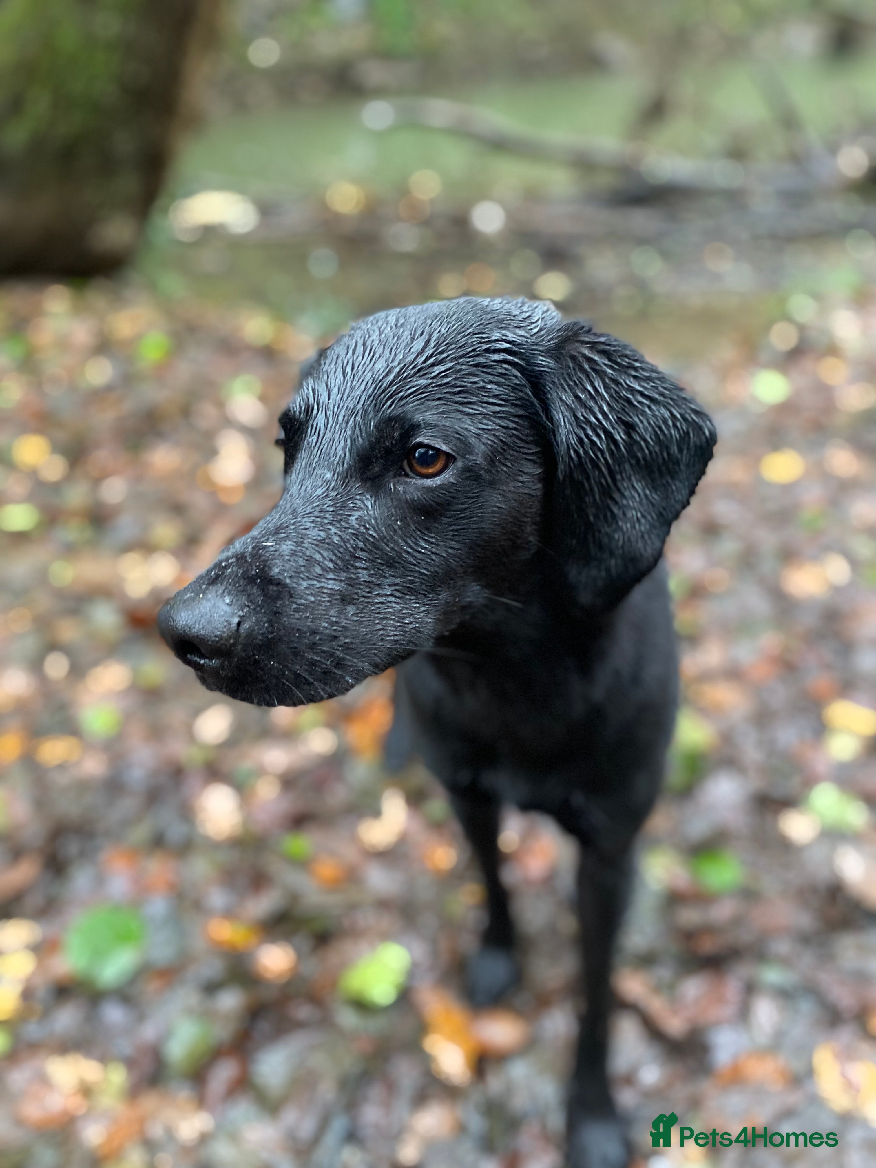 Labrador Retriever dogs Pip- Purebred Black Labrador Retriever  - Advert 1