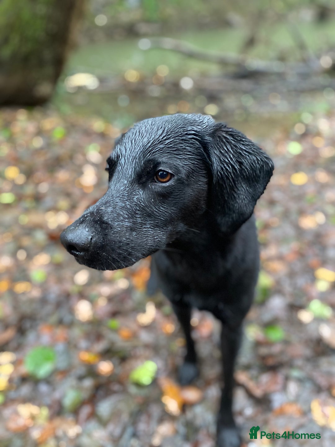 Labrador Retriever dogs for stud: Pip- Purebred Black Labrador Retriever  - Advert 1