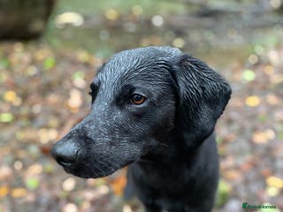 Labrador Retriever dogs Pip- Purebred Black Labrador Retriever - Advert 15