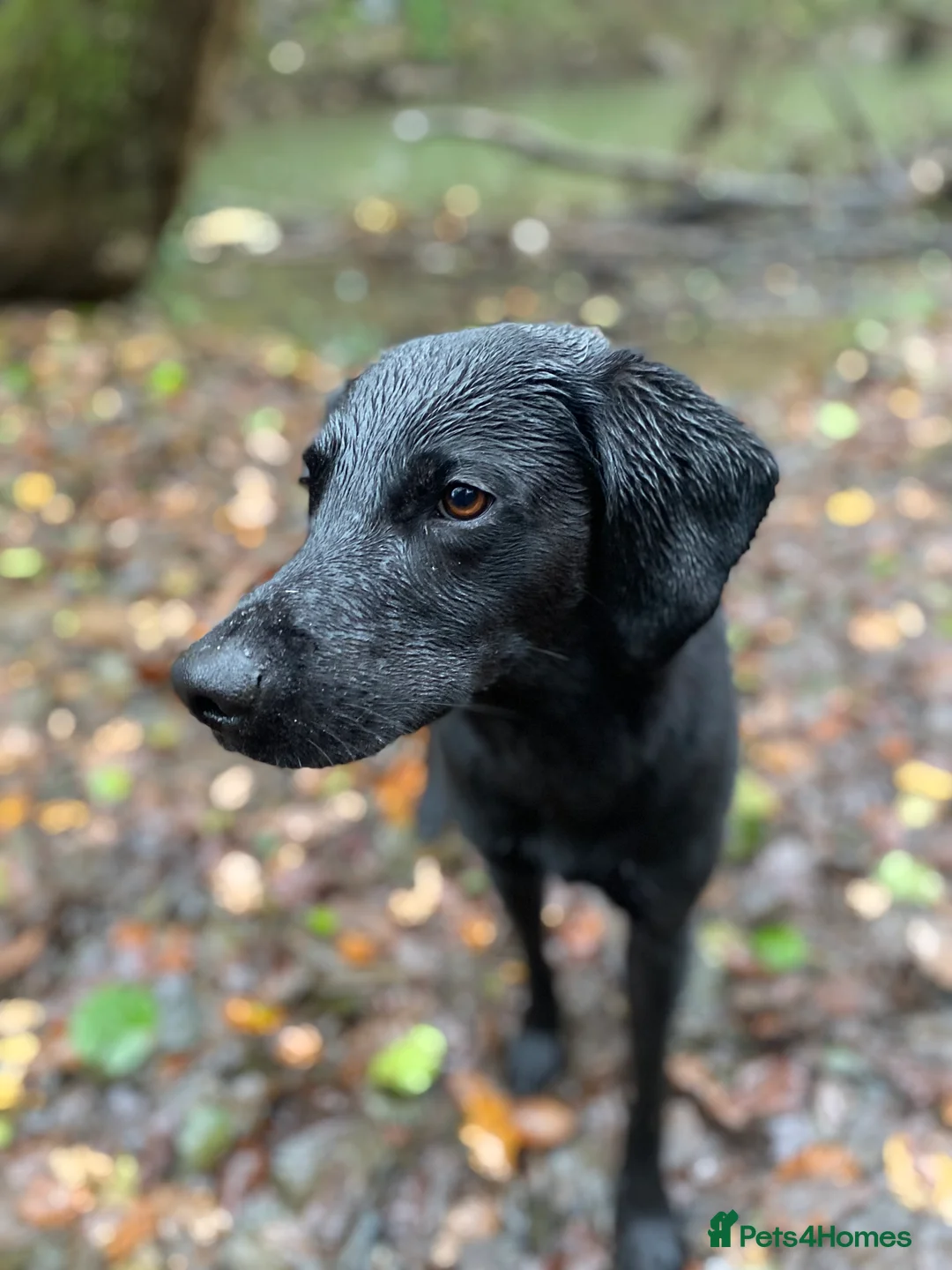Labrador Retriever dogs for stud: Pip- Purebred Black Labrador Retriever  - Advert 1
