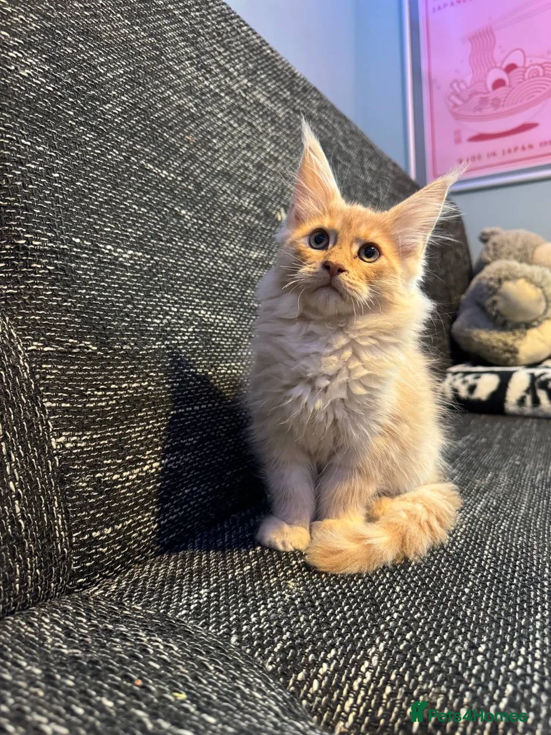 Maine Coon cats for sale: TICA registered purebred Maine Coon kittens - Advert 5