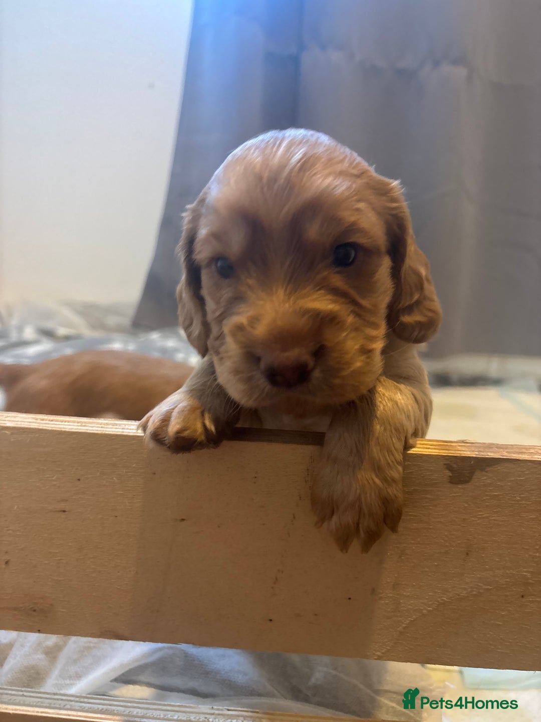 Cocker Spaniel dogs for sale: Working ginger/red cocker spaniels. - Image 6