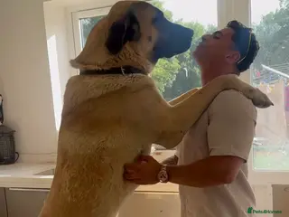 Turkish Kangal dogs Bruno The Kangal King - Advert 1