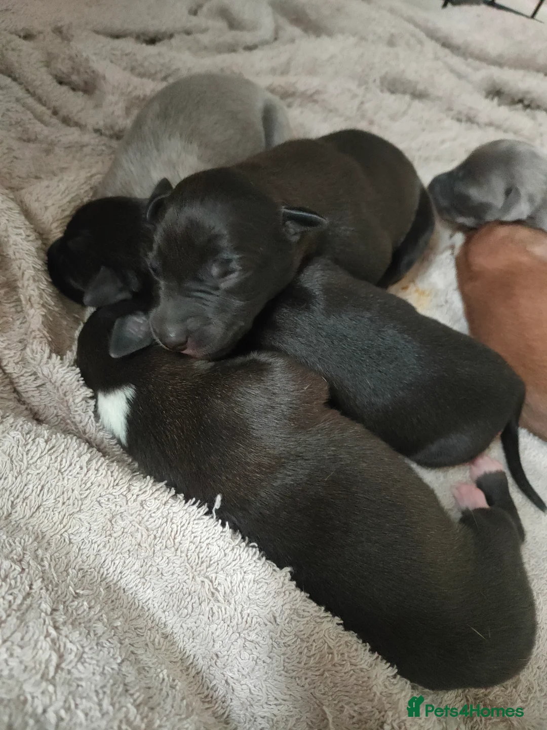 Whippet dogs for sale: Whippet puppies  - Advert 8