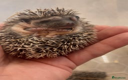 Pygmy Hedgehog rodents for sale: African Pygmy Hedgehog Babies Ready 2 Reserve   - Advert 1
