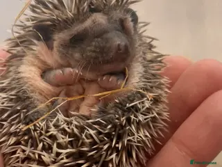 Pygmy Hedgehog rodents African Pygmy Hedgehog Babies Ready 2 Reserve - Advert 23