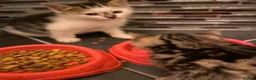 Mixed Breed cats for sale: Two beautiful kittens - Advert 10