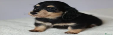 Miniature Dachshund 2