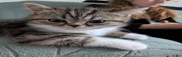 Exotic cats for sale: Beautiful exotic kittens - last beautiful boy  - Advert 14