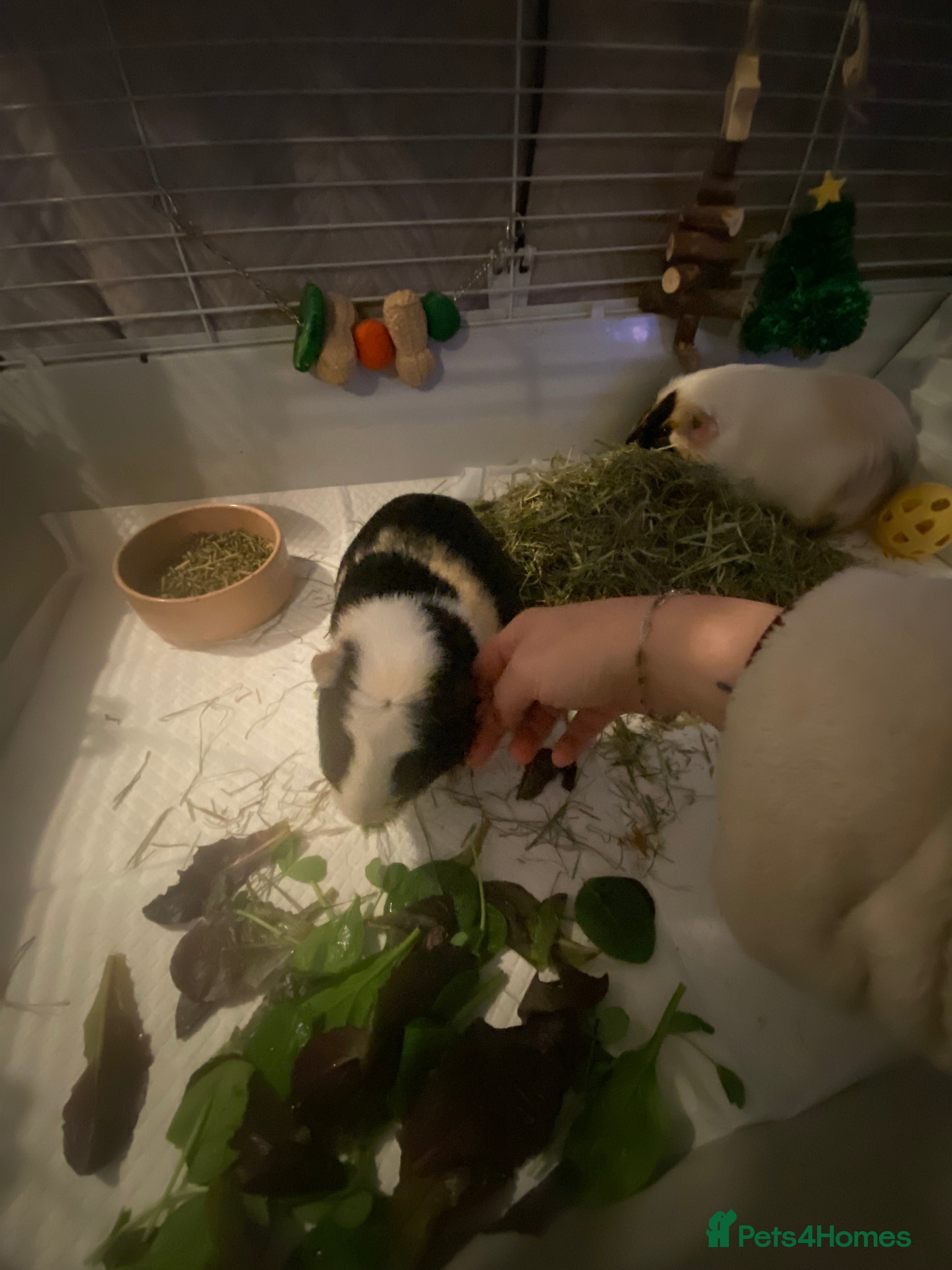 Guinea Pig rodents Friendly Guinea pigs with cage  - Advert 1