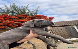 Cane Corso dogs for sale: Cane corso puppies 9 weeks old - Image 5