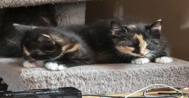 Mixed Breed cats - Advert 5