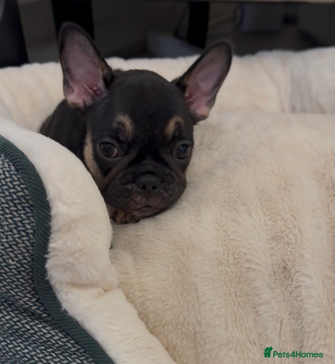 French Bulldog dogs Outstanding French Bulldog puppies  - Advert 2