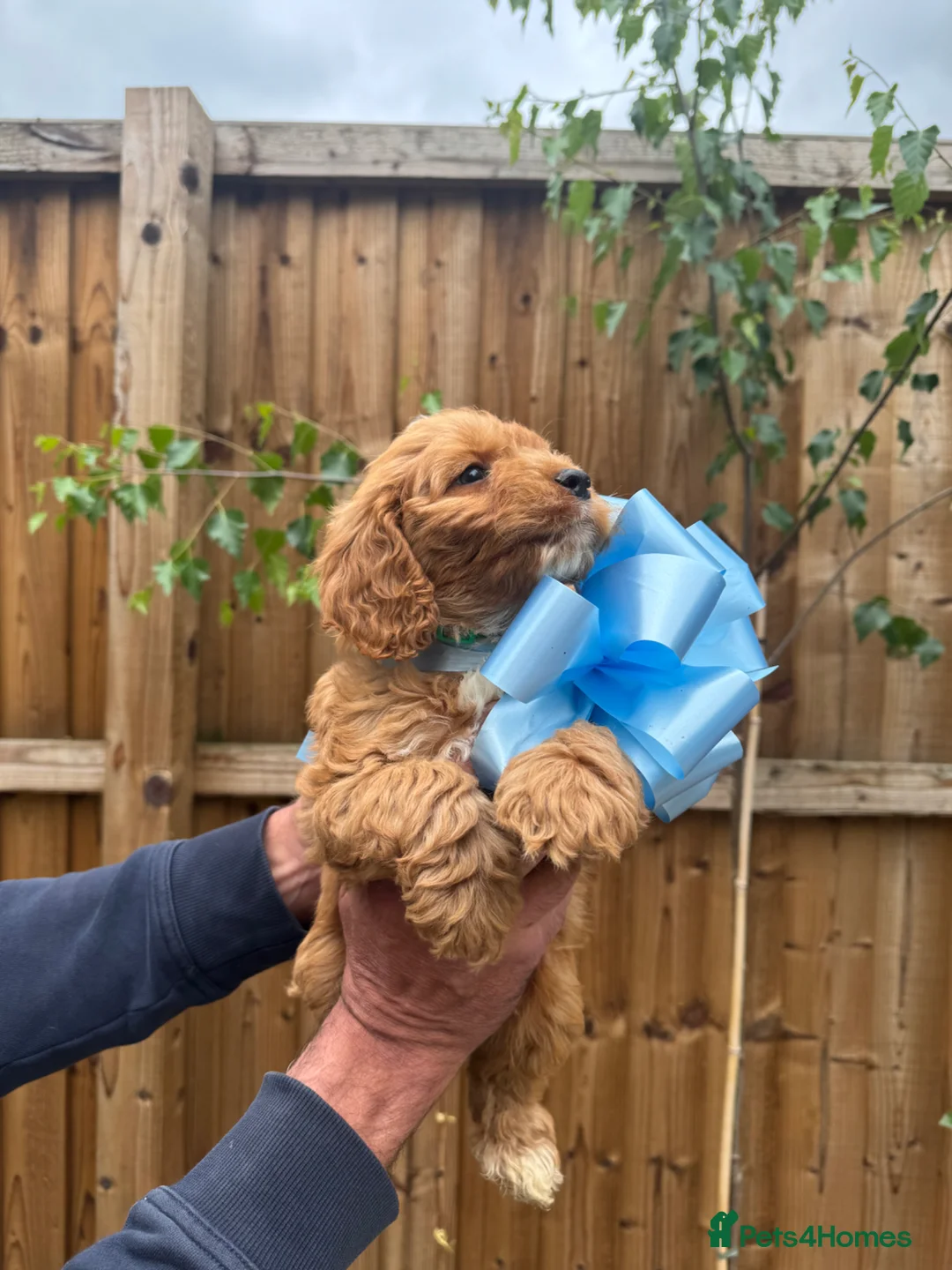 Cockapoo dogs for sale: Cockapoo F1 Gorgeous Puppies 🐶❤️ - Advert 2